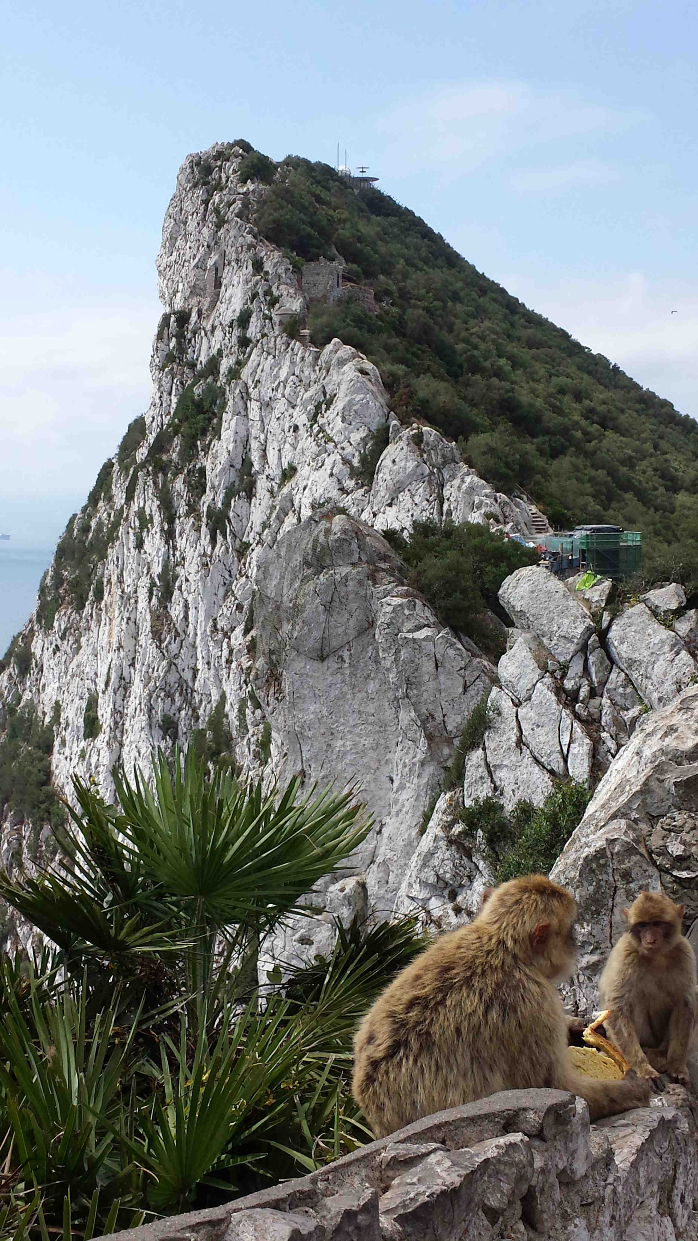 Monkeys_by_the_cliff